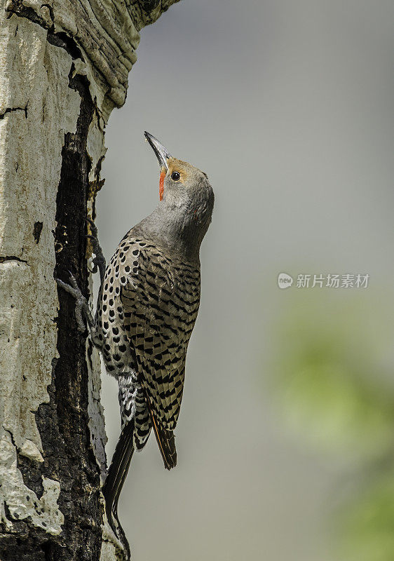 北方闪烁啄木鸟(Colaptes auratus)是在黄石国家公园筑巢的啄木鸟家族的一个中型成员。鸟巢的建筑。